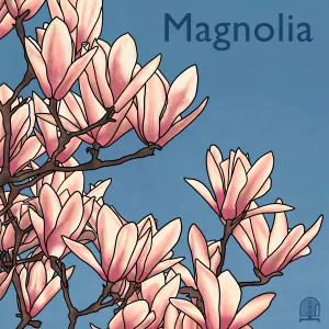 Pochette de Magnolia de Daoud