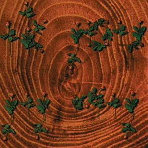 Pochette de Ik jou & jij mij de Van Dik Hout