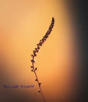Pochette de Eloheh de Scott Lawlor