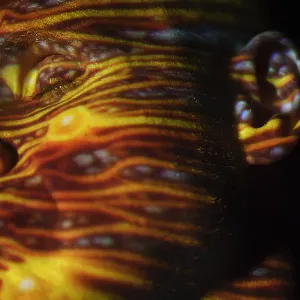 Pochette de Horizon de Joris Voorn