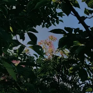 Pochette de Guten Morgen de Ueda Takayasu