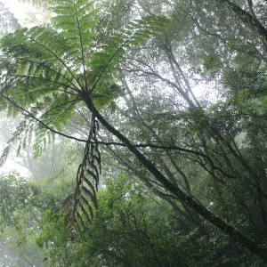 Pochette de The Ancient Forest X de Chihei Hatakeyama