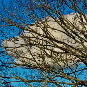 Pochette de Tohotsu Hito (demo) de Ueda Takayasu