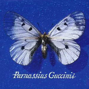 Pochette Parnassius Guccinii