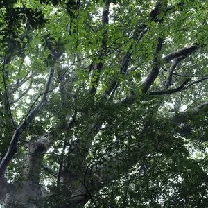 Pochette de The Ancient Forest VI de Chihei Hatakeyama