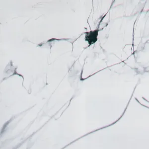 Pochette de IM FINE de Royal & the Serpent