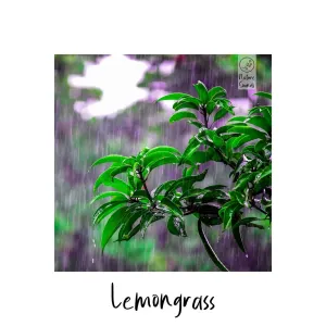 Pochette de In the Jungle de Lemongrass