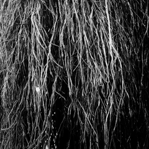 Pochette de Nocturnal Rainforest de Merzbow