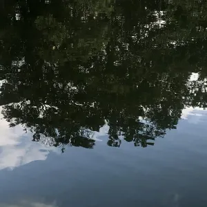 Pochette de あざやか (Trees) -Long Edit- de Ueda Takayasu