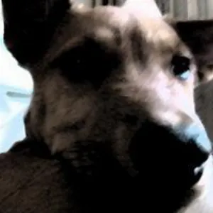 Pochette de Dogz de Flotsam and Jetsam