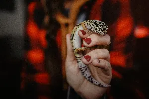 Pochette de Every Creature Is a Jewel of Dharma in a Genuinely Divine Creation de Wings of an Angel