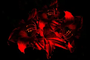 Pochette de Facing Extinction Due to Artificial Light de Wings of an Angel
