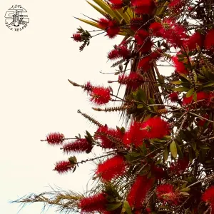 Pochette de Morning Blues de Phlocalyst
