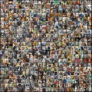 Pochette de Dog City de Matt Mays