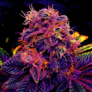 Pochette de Tarte à la myrtille de Le Wanski