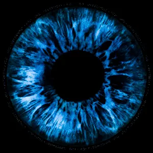 Pochette de Iris de Uppermost