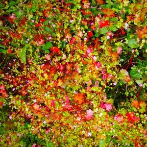 Pochette de SW9 9SL / Planet de Four Tet
