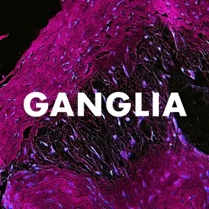 Pochette de Ganglia de Andrew Huang