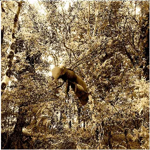Pochette de Untitled (2021–2022) de Francisco López