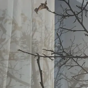 Pochette de Fuyu no Kodachi (Im Winter gewachsener Baum) de Ueda Takayasu