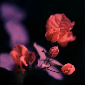 Pochette de ◇ de Jesse Somfay